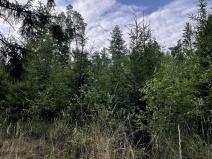Prodej lesa, Bělá u Jevíčka, 5469 m2