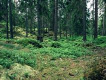 Prodej lesa, Dlouhá Brtnice, 6060 m2