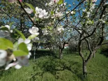 Prodej zahrady, Šumice, 781 m2