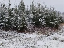 Prodej lesa, Pelhřimov, 24225 m2