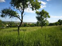 Prodej pozemku pro bydlení, Lovosice, Lhotecká, 9072 m2