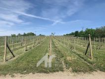 Prodej sadu/vinice, Křepice, 4085 m2