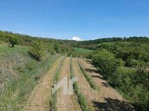 Prodej sadu/vinice, Křepice, 2199 m2