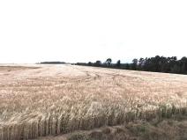 Prodej podílu pole, Kokořín, 1083 m2