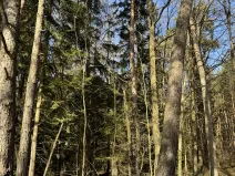 Prodej lesa, Dehtáře, 34777 m2