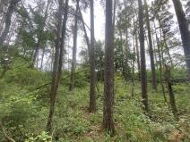 Prodej lesa, Blížejov - Lštění, 1122 m2