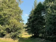 Prodej lesa, Výprachtice, 6838 m2