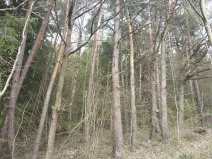 Prodej lesa, Horní Lideč, 795 m2