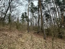 Prodej podílu lesa, Kolinec, 14565 m2