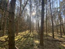 Prodej lesa, Všehrdy, 2994 m2