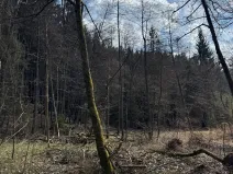 Prodej lesa, Ledeč nad Sázavou, 3240 m2