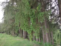 Prodej lesa, Nejdek, 10928 m2