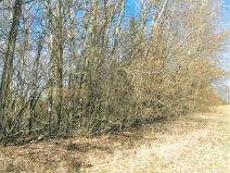Prodej lesa, Rodná, 1517 m2