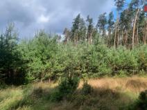 Prodej lesa, Březovice, 108447 m2