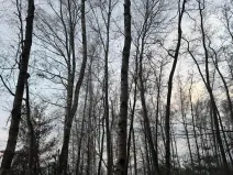 Prodej podílu lesa, Břehy, 5148 m2