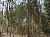 Prodej lesa, Bednáreček, 19864 m2