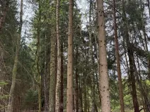 Prodej lesa, Bednáreček, 19864 m2