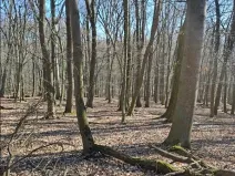 Prodej lesa, Mistřice, 1791 m2