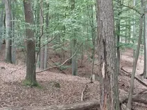Prodej lesa, Hrubá Vrbka, 398 m2