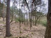Prodej lesa, Miloňovice - Sudkovice, 2768 m2