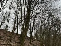 Prodej podílu lesa, Luka, 3584 m2