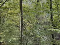 Prodej lesa, Bohumín, 12496 m2