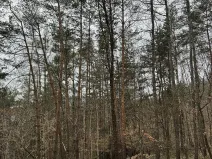 Prodej podílu lesa, Malá Skála, 3582 m2