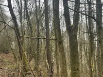 Prodej lesa, Městečko Trnávka, 4106 m2