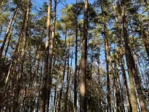 Prodej pozemku, Slabčice, 13278 m2