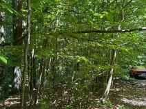 Prodej lesa, Krásná, 3677 m2