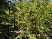 Prodej lesa, Krásná, 3677 m2