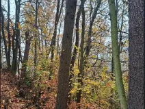 Prodej podílu lesa, Stará Paka, 2755 m2