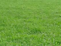 Prodej pozemku, Králova Lhota, 2640 m2