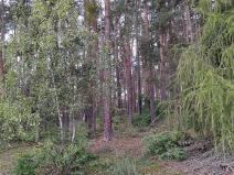 Prodej lesa, Nečín, 14980 m2