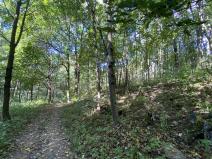 Prodej lesa, Lánov - Horní Lánov, 652 m2