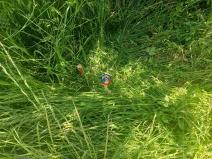 Prodej pozemku pro bydlení, Suchdol, 613 m2