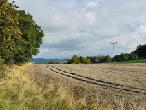 Prodej lesa, Postupice, 1363 m2