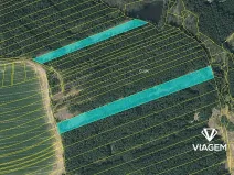 Prodej lesa, Chrbonín, 32870 m2