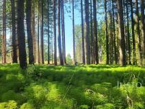 Prodej lesa, Horažďovice, 11833 m2