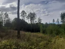 Prodej lesa, Bohuslavice, 11442 m2