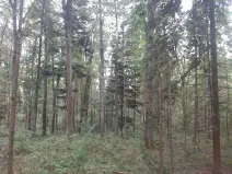Prodej lesa, Bohuslavice, 11442 m2