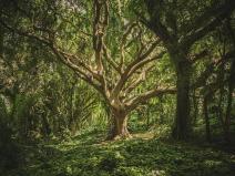 Prodej lesa, Nučice, 10985 m2