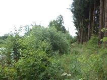 Dražba pozemku, Třebařov, 4992 m2