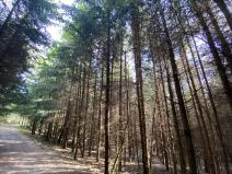 Prodej lesa, Lánov - Horní Lánov, 12297 m2