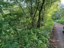 Dražba pozemku, Dubá, 15626 m2