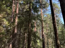 Prodej lesa, Mladošovice, 12064 m2