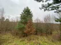 Dražba lesa, Šarovy, 11619 m2