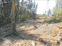 Prodej lesa, Havlíčkův Brod, 12933 m2
