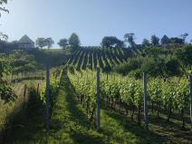 Prodej sadu/vinice, Blučina, 2677 m2