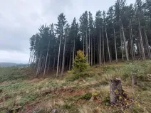 Prodej podílu lesa, Libňatov, 84826 m2